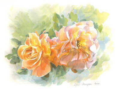 Roses Corail